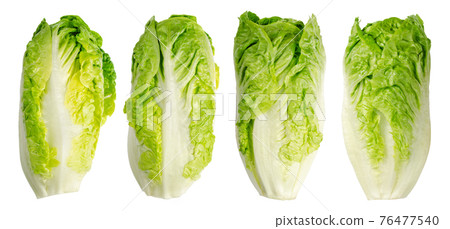 Group of Romaine lettuce hearts in a row. Four tall cos lettuce heads, of sturdy dark green leaves with firm ribs down their centers. Lactuca sativa longifolia. Isolated, over white, macro food photo. Group of Romaine lettuce hearts in a row. Four tall cos lettuce heads, of sturdy dark green leaves with firm ribs down their centers. Lactuca sativa longifolia. Isolated, over white, macro food photo. 76477540