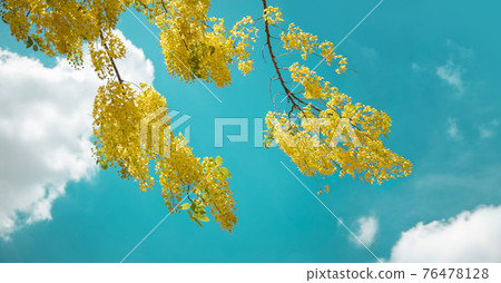 Cassia Fistula or Golden Shower, Purging Cassia, Indian Laburnum, or Pudding-Pipe Tree. Southeast Asia Tropical Yellow Flower. Fluttering in Summer. Low angle view. Blue Sky as background 76478128