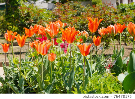 Ashikaga Flower Park Spring Flowers Ashikaga Flower Park Spring Flowers 76478175