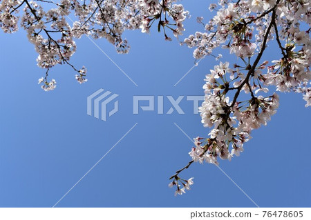 Cherry tree in full bloom  76478605