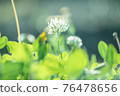 Fluffy white clover 76478656
