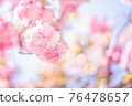 Fluffy double cherry tree 76478657