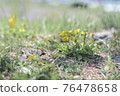 Dandelions that are not assertive 76478658