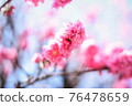 Vivid twelve cherry trees 76478659