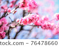 Vivid twelve cherry trees 76478660