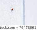 Ladybugs on a white wall 76478661