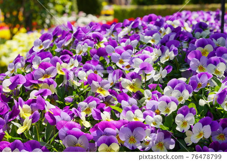 足利花卉公園 春天的花朵 足利花卉公園 春天的花朵 76478799