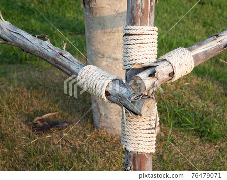 Tying a rope to hold the tree trunk to prevent wind or storm. Tying a rope to hold the tree trunk to prevent wind or storm. 76479071