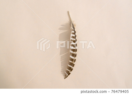 owl feather with hard shadow on colorful background owl feather with hard shadow on colorful background 76479405