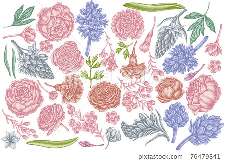 Vector set of hand drawn pastel peony, carnation, ranunculus, wax flower, ornithogalum, hyacinth Vector set of hand drawn pastel peony, carnation, ranunculus, wax flower, ornithogalum, hyacinth 76479841