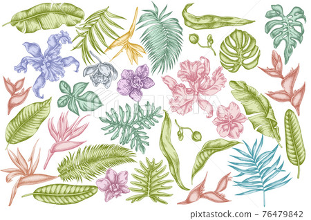 Vector set of hand drawn pastel monstera, banana palm leaves, strelitzia, heliconia, tropical palm 76479842