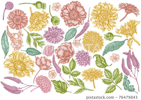 Vector set of hand drawn pastel poppy flower, gerbera, sunflower, milkweed, dahlia, veronica Vector set of hand drawn pastel poppy flower, gerbera, sunflower, milkweed, dahlia, veronica 76479843