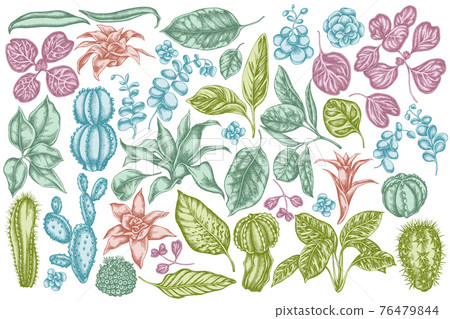 Vector set of hand drawn pastel ficus, iresine, kalanchoe, calathea, guzmania, cactus Vector set of hand drawn pastel ficus, iresine, kalanchoe, calathea, guzmania, cactus 76479844