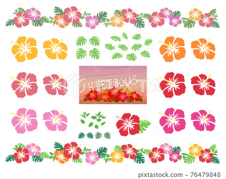 芙蓉花和龜背竹插圖素材集 76479848