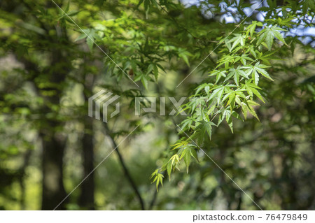 Fresh green autumn leaves 76479849