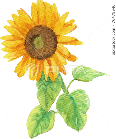 Sunflower 1 with leaves drawn in transparent watercolor (front) Sunflower 1 with leaves drawn in transparent watercolor (front) 76479946