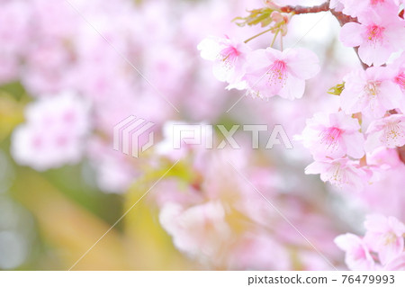 粉紅櫻花(河津櫻花) 粉紅櫻花(河津櫻花) 76479993