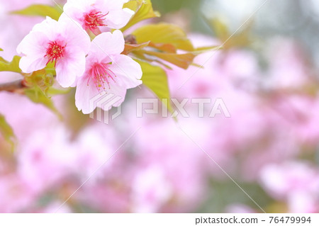 粉紅櫻花（河津櫻花） 76479994