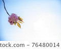 Double cherry blossoms in the blue sky 76480014