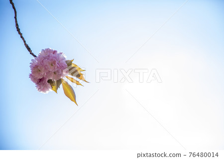 Double cherry blossoms in the blue sky 76480014
