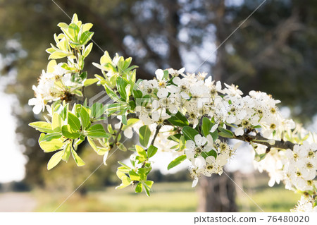 Wild blossoming pear on a branch closeup, spring time Wild blossoming pear on a branch closeup, spring time 76480020