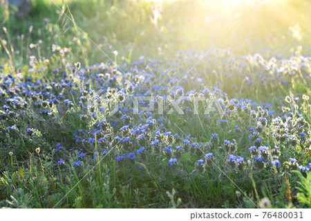 Beautiful spring field of small blue flowers in the sun Beautiful spring field of small blue flowers in the sun 76480031