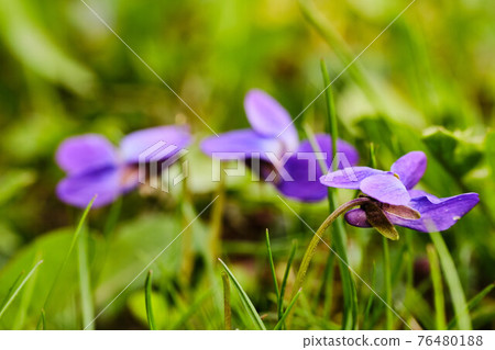 Viola odorata flower 76480188