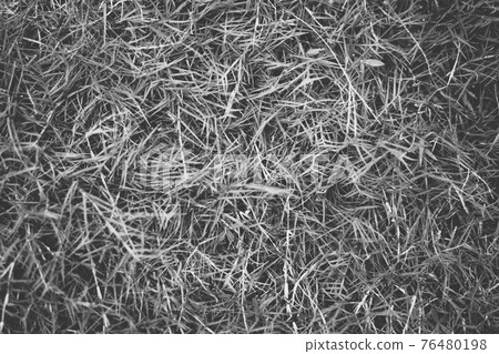 Abstract natural background. Collection with different colour tones of green grass, copy space. Summer fresh and football mood. For design wallpaper screensaver web backdrop. Black White Matte 76480198