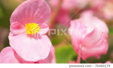 Begonia flowers and blue sky in Hokkaido Furano province of Japan. Flowers and sunny day in August which is summer season of Japan. low angle view. close up shot. Begonia in Hokkaido. Begonia flowers and blue sky in Hokkaido Furano province of Japan. Flowers and sunny day in August which is summer season of Japan. low angle view. close up shot. Begonia in Hokkaido. 76480279