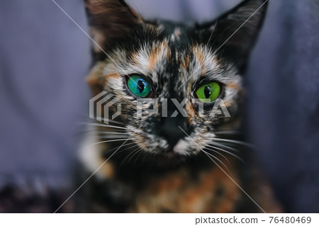 Small cat with green eyes close-up. Small cat with green eyes close-up. 76480469