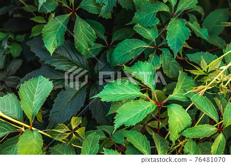 Green grape leaves in vineyard. Inspirational natural floral spring or summer farming green garden background. Viticulture wine industry. Green grape leaves in vineyard. Inspirational natural floral spring or summer farming green garden background. Viticulture wine industry. 76481070