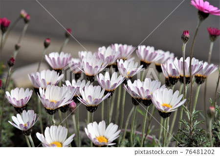 Planting gerbera. Planting gerbera. 76481202