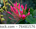 Vivid pink flower on a tropical garden 76481576