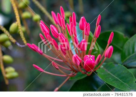 Vivid pink flower on a tropical garden 76481576