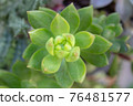 Pretty succulent plant growing on a garden 76481577