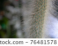 Little cactus full of thorns on a greenhouse, with other plants 76481578