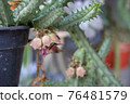 Little cactus full of thorns on a greenhouse, with other plants 76481579