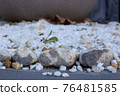 Closeup on small rocks decorating a garden 76481585