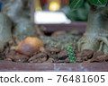 Little cactus full of thorns on a greenhouse, with other plants and clay pots with white stones 76481605