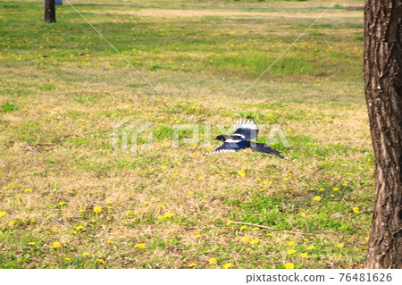 Magpie Magpie 76481626