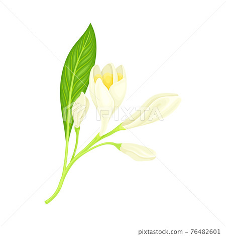 Plumeria or Frangipani Flower with White Oval Petals and Lanceolate Leaf Growing on Green Stem Vector Illustration 76482601