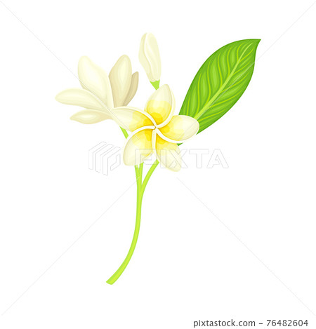 Plumeria or Frangipani Flower with White Oval Petals and Lanceolate Leaf Growing on Green Stem Vector Illustration 76482604