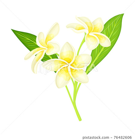 Plumeria or Frangipani Flower with White Oval Petals and Lanceolate Leaf Growing on Green Stem Vector Illustration 76482606