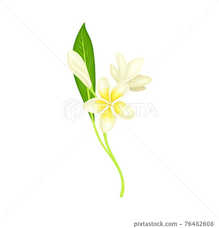White Flower of Frangipani or Plumeria with Oval Petals and Lanceolate Leaf on Green Stem Vector Illustration 76482608