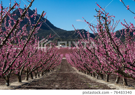 Peach blossom in Cieza, Mirador El Horno in the Murcia region in Spain 76483340