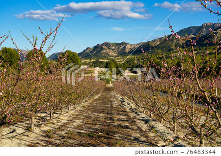 Peach blossom in Cieza La Torre in the Murcia region in Spain Peach blossom in Cieza La Torre in the Murcia region in Spain 76483344