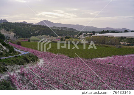 Peach blossom in Cieza La Torre in the Murcia region in Spain Peach blossom in Cieza La Torre in the Murcia region in Spain 76483346