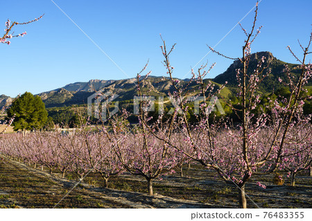 Peach blossom in Cieza La Torre in the Murcia region in Spain Peach blossom in Cieza La Torre in the Murcia region in Spain 76483355