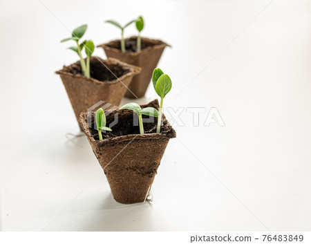 Three peat pots with seedlings 76483849