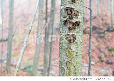 Young tree in a mountain forest 76483979